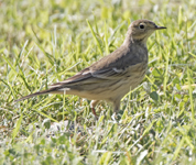 American Pipit 0806